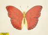 Needlepoint Red Butterfly Canvas